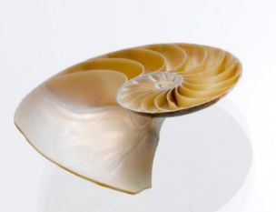 ITB Exakt AMP Medical